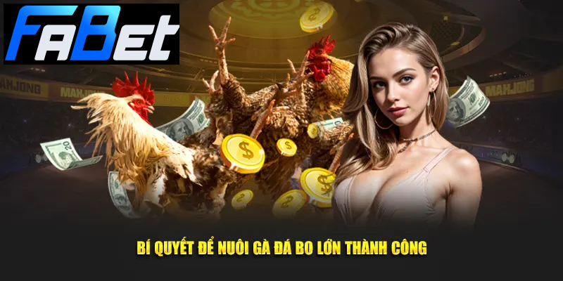 Bí quyết để nuôi gà đá bo lớn thành công Bí quyết để nuôi gà đá bo lớn thành công