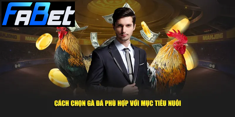 Cách chọn gà đá phù hợp với mục tiêu nuôi Cách chọn gà đá phù hợp với mục tiêu nuôi