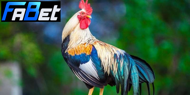 Màu mạng gà giúp đánh giá khả năng thi đấu của chiến kê Màu mạng gà giúp đánh giá khả năng thi đấu của chiến kê
